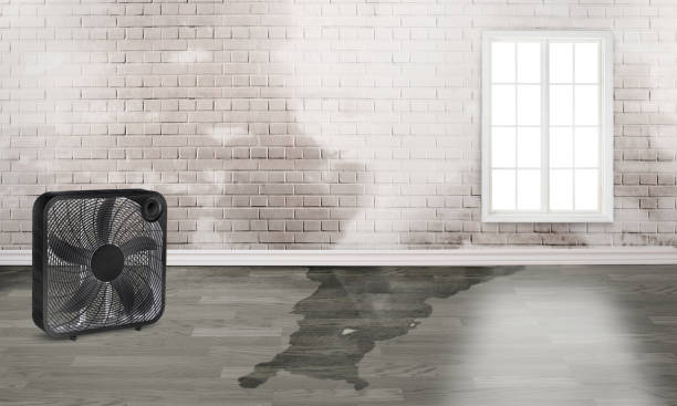 Best Basement water damage restoration  in Thompsonville, PA